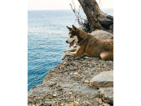 Yetişkin anne husky