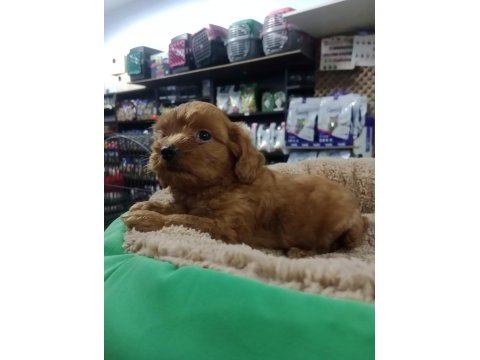 Dişi ve erkek maltipoo yavrularımız