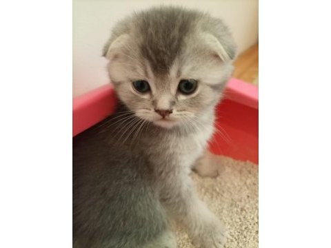 Sevimli oyuncu scottish fold