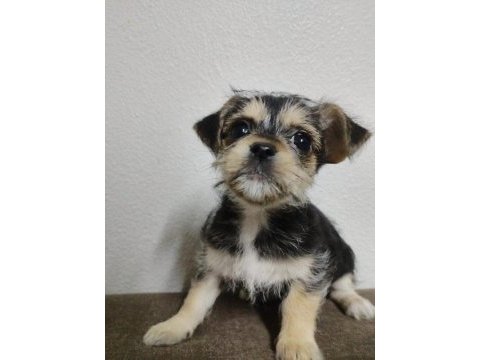 2.5 aylık 1 kg chihuahua yavru