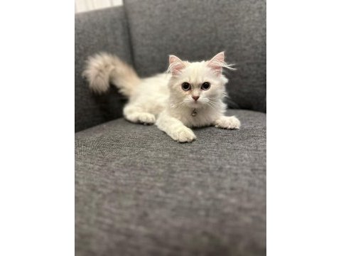 Süper kalite erkek british longhair