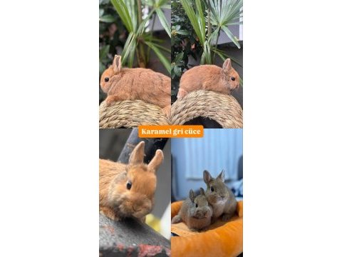 Tavşan yavruları gönderim vardır