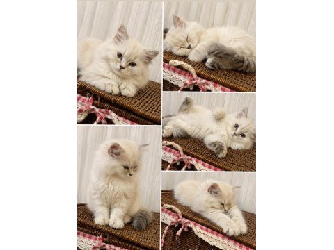 Erkek british longhair