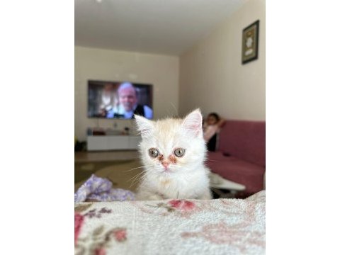 2.5 3 aylık british shorthair chinchilla yavrusu