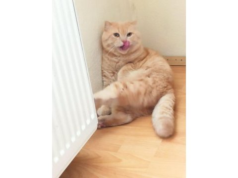 Scottish fold kedimize eş arama çiftleştirme