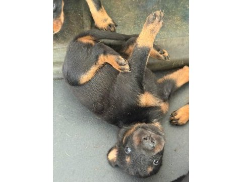 Piyasanın en uygunu doberman yavruları