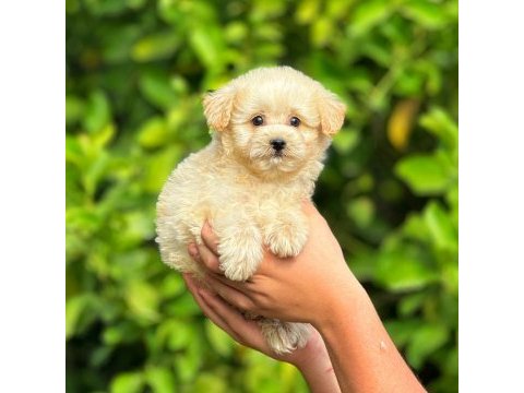Irk ve sağlık garantili orjinal maltipoo yavrular