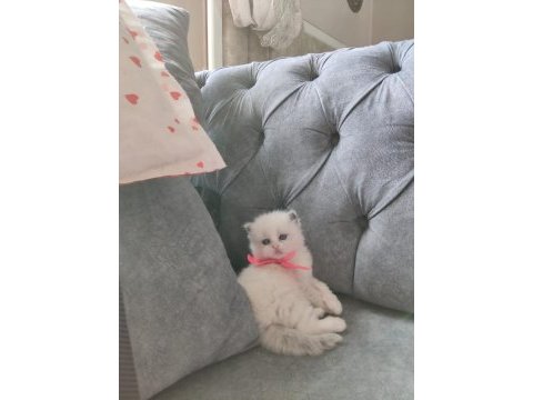 Özel olmak isteyenlere ragdoll yavrular