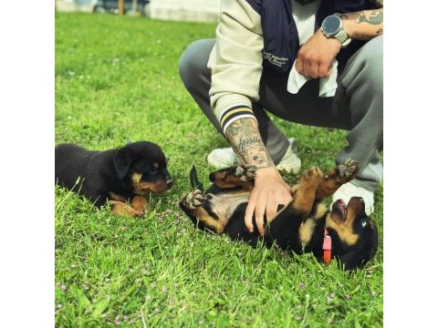 Baba türkiye şampiyonu anne baba srclı safkan köpekler
