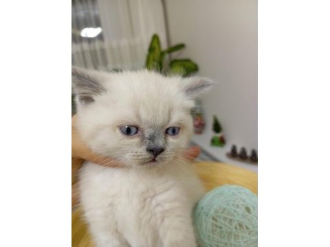 Safkan mavigöz blue point british shorthair