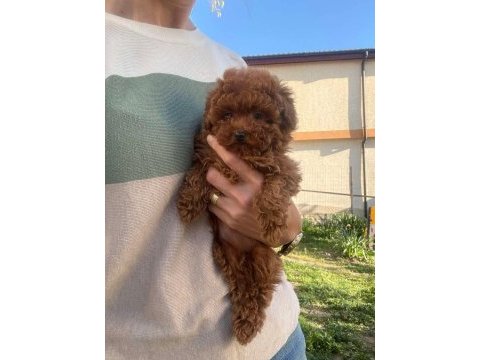  toypoodle yavrularımız 