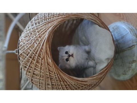 British longhair erkek