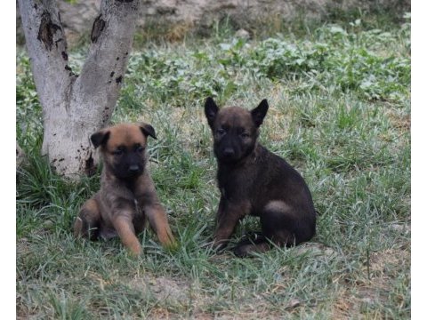 A kalite dişi malinois yavrular