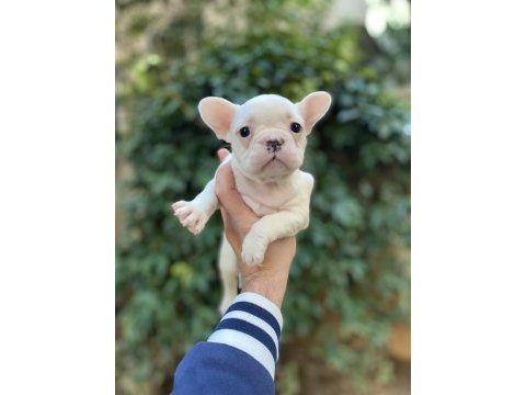 Güzeller güzeli çok sevimli french bulldog yavrular