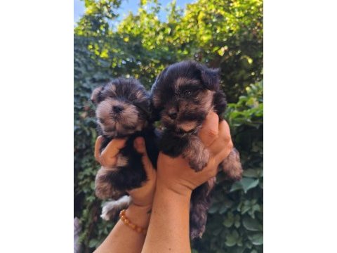 Yorkshire terrier yavru köpekleri