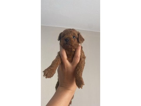 Toy poodle köpeğimiz