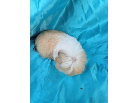 En güzel coronet guinea pig yavrular