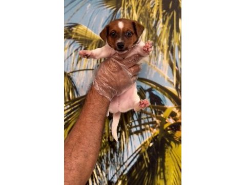 Kısa bacak jack russell