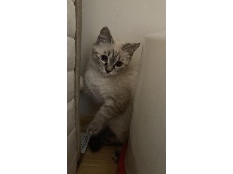 British shorthair kedilerim sahiplendirilecektir