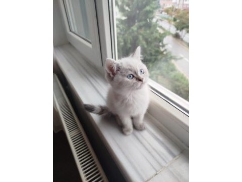 British shorthair blue