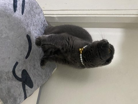 Ücretsiz sahiplendirme scottish fold kedimiz