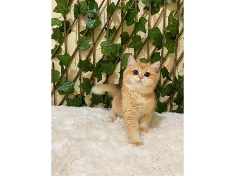 A kalite dişi erkek british shorthair