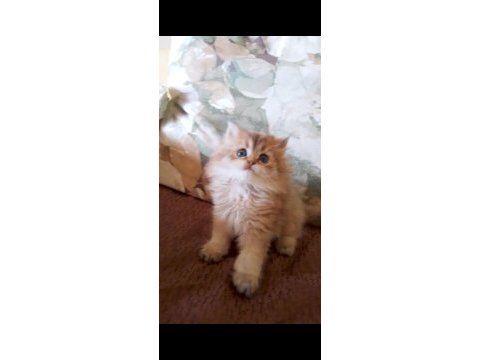 British longhair golden black