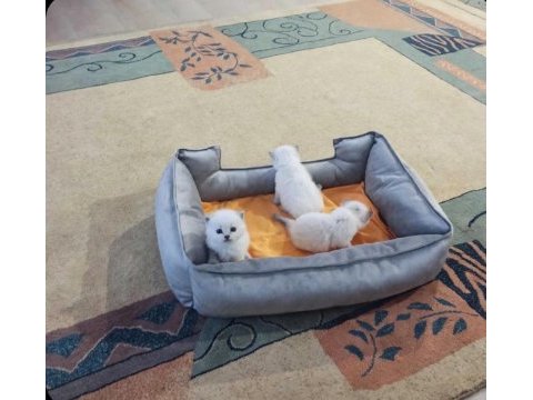 Bıcıklara yeni yuva kedilerimize