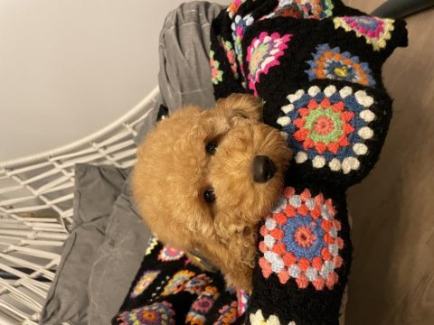 Aşılı micro çipli poodle erkek yavrumuz
