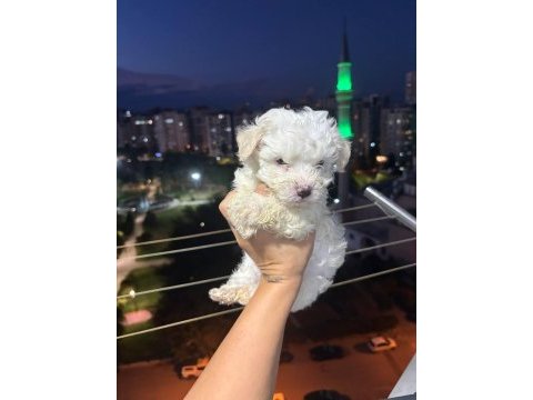 Kore maltese