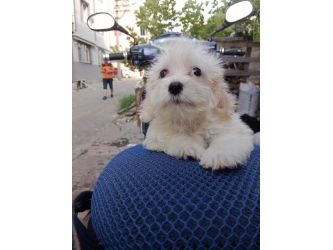 Erkek maltipoo
