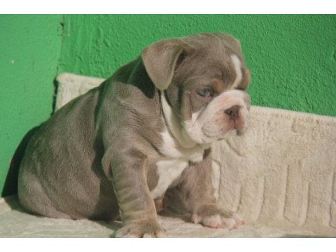 Sitenin en renkli en mütevazi bulldog şekerleri