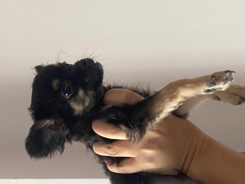 2 aylık longhair chihuahua yavrumuz 