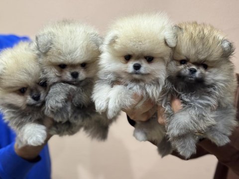 Petmode köpek çiftliğinde ziyarete açık pomeranian