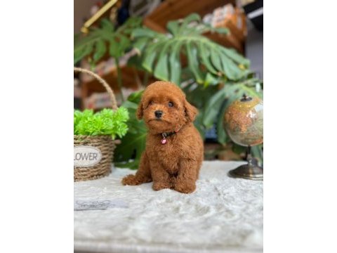 Littlepaws farkıyla orjinal red toypoodle