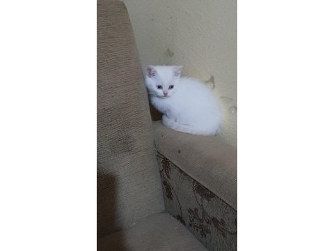 British shorthair 50 günlük bebekler