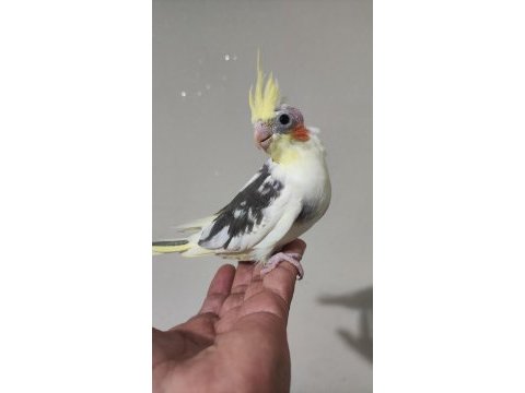 Eğitmelik sultan papağanı bebekler