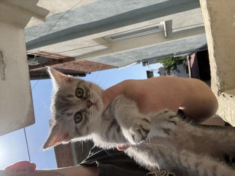 İzmirden british shorthair kedisi