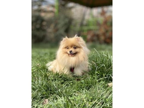 Açık renk üst kalite genç yetişkin dişi boo pomeranian