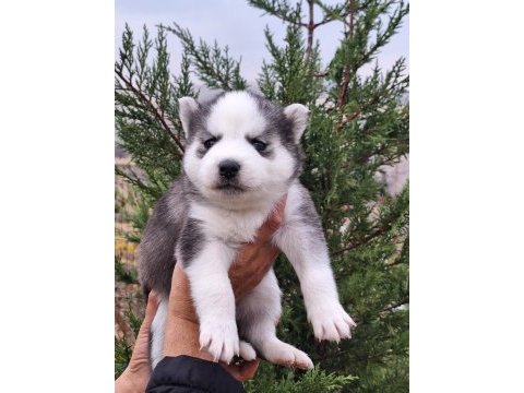 Safkan a kalite husky yavrular