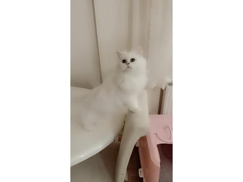 Full şecereli ns 12 british longhair