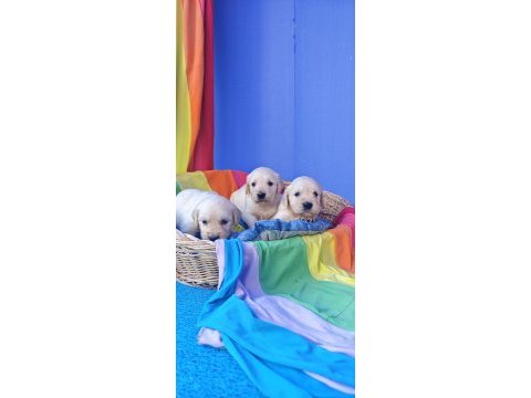 Bebek yüz orjinal gerçek golden retriever