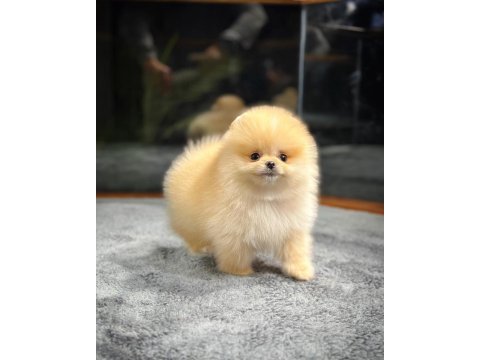 Aa kalite safkan garantili pomeranian yavrular