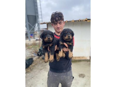 A kalite koca kafa rottweiler yavruları