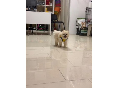 Pomeranian boo 9 aylık en iyisi