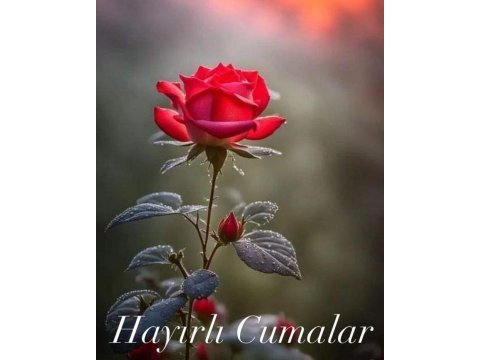 Evcil pakistan papağanı