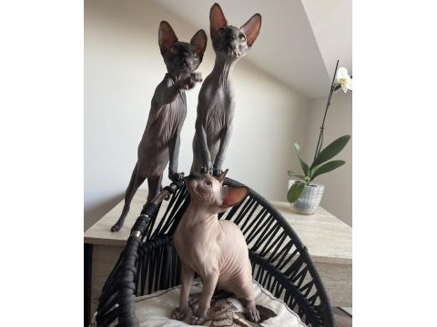 Tüysüz canada sphynx yavru