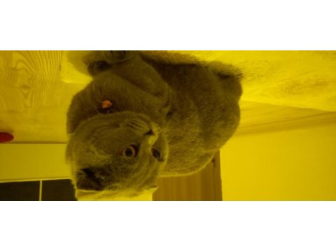 Scottish fold kızımız gümüş