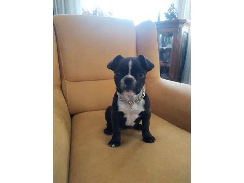 Dişi eğitimli 60 günlük french bulldog efsane ırk!