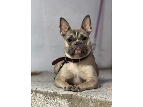 Dişi french bulldog 9 aylık